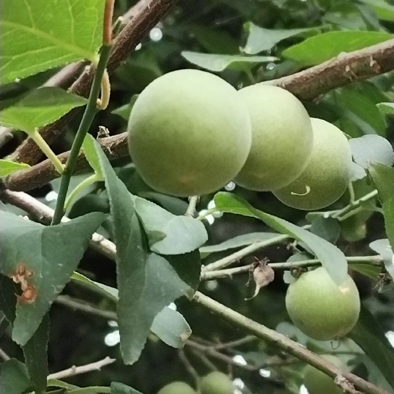 云南深山野生青梅，泡青梅酒，制作乌梅，口感酸爽可口。