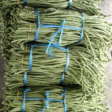 长豇豆加工厂