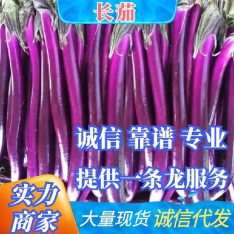 南宁茄子长茄子3两以上中后期基地直发品质保证