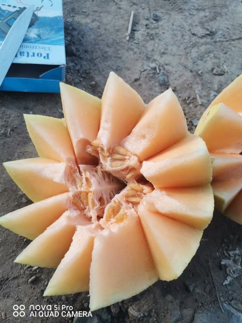 海南精品哈密瓜品质保证个头大脆甜可口量大从优