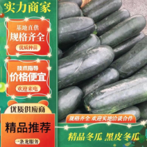 【实力商家】冬瓜，精品地冬瓜产区一手货源，欢迎考察订购