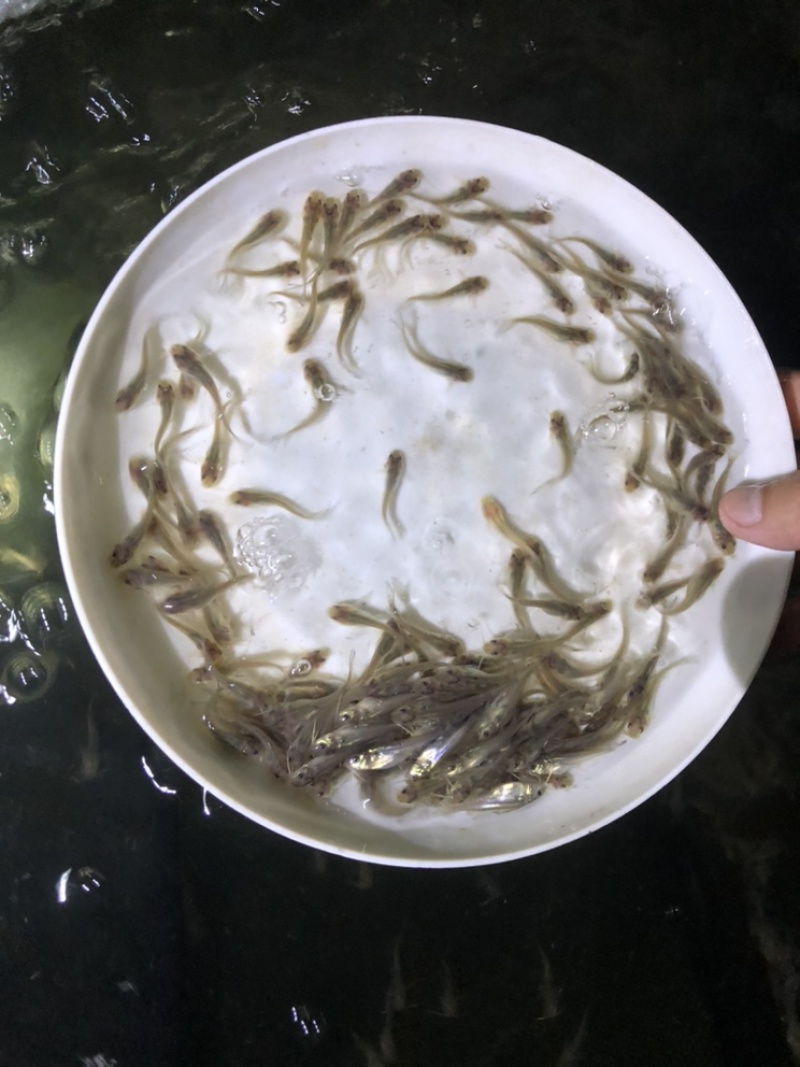 叉尾鮰鱼苗批发斑点叉尾鮰鱼苗鮰鱼苗叉尾鱼苗产地直销