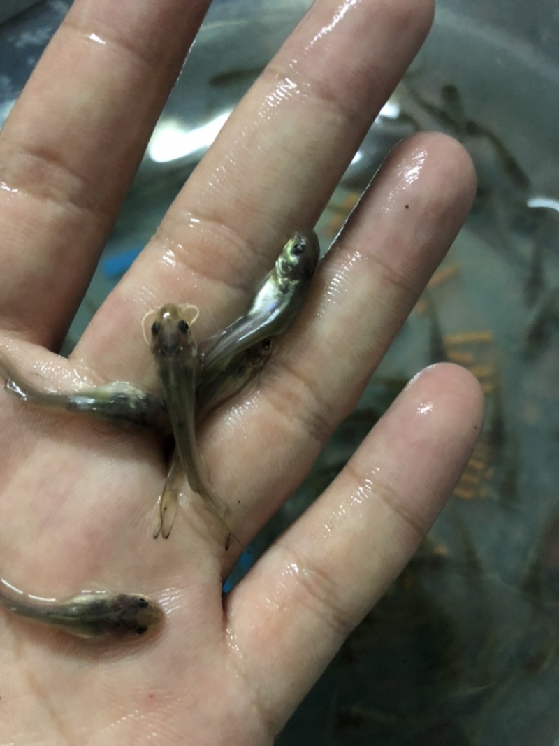 叉尾鮰鱼苗批发斑点叉尾鮰鱼苗鮰鱼苗叉尾鱼苗产地直销