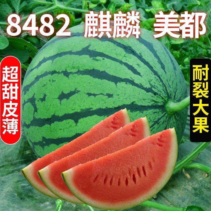 【热卖】河南美都西瓜量大从优一手货源可视频看货