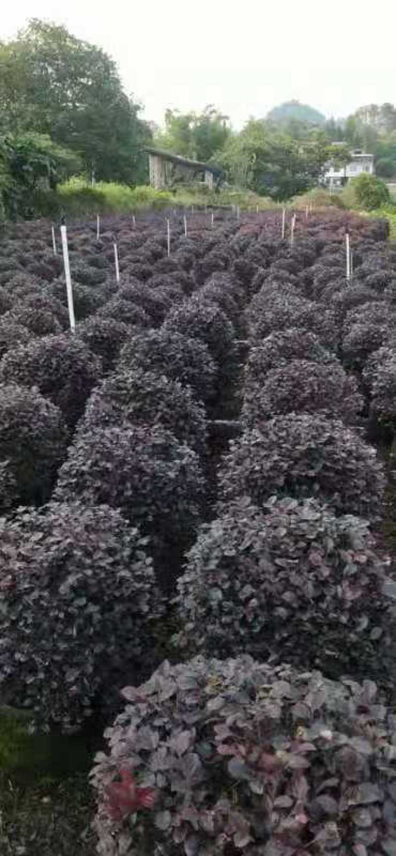 销售产品红继木，广西桂林中园绿化基地，，，