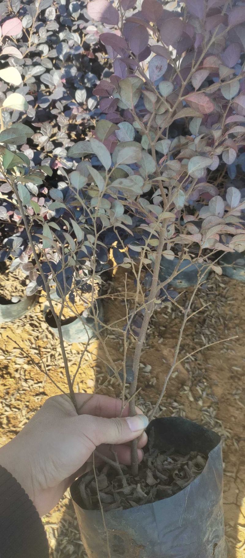 销售产品红继木，广西桂林中园绿化基地，，，