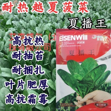 耐热菠菜种子夏播王抗高温越夏耐抽苔抗霜霉病大圆叶菠菜种