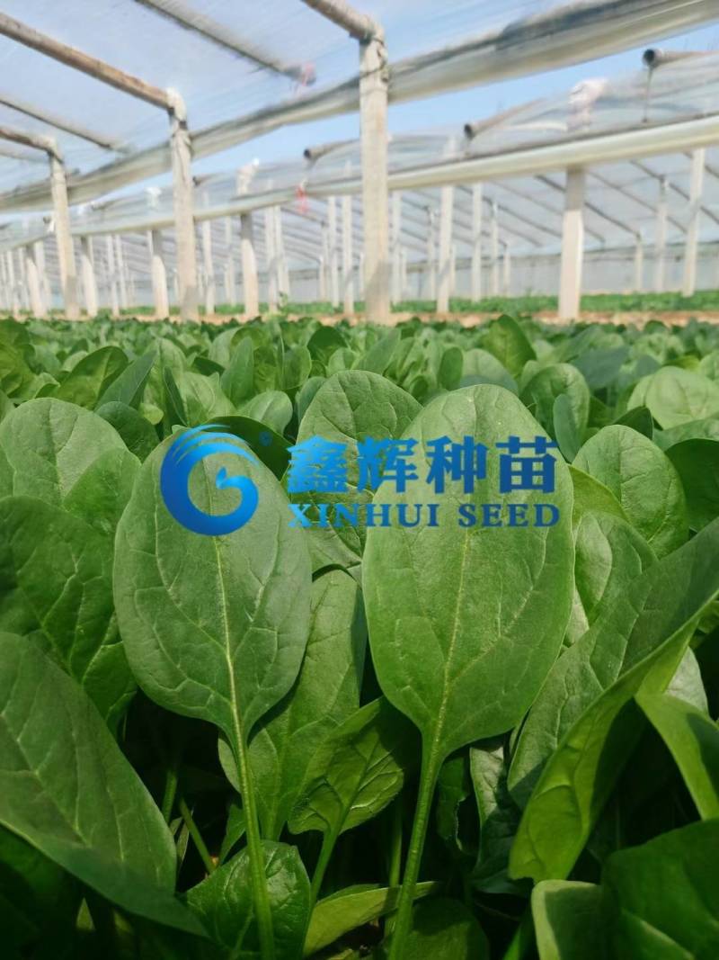 耐热菠菜种子夏播王抗高温越夏耐抽苔抗霜霉病大圆叶菠菜种