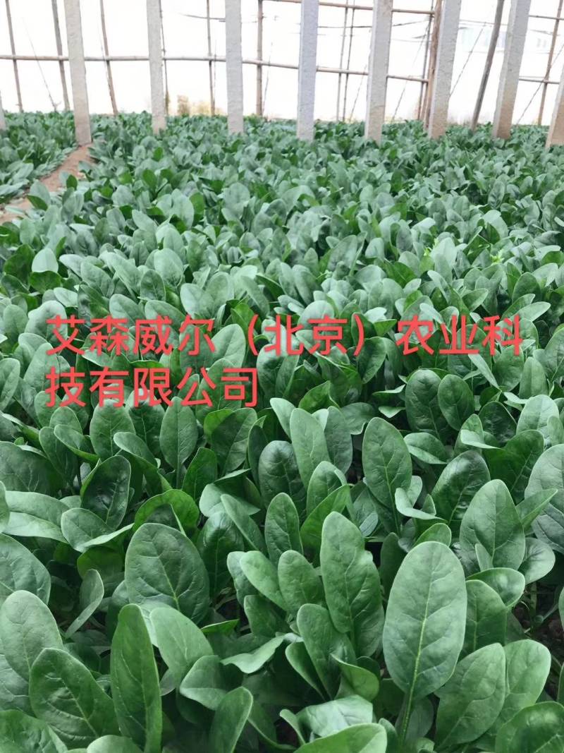耐热菠菜种子夏播王抗高温越夏耐抽苔抗霜霉病大圆叶菠菜种
