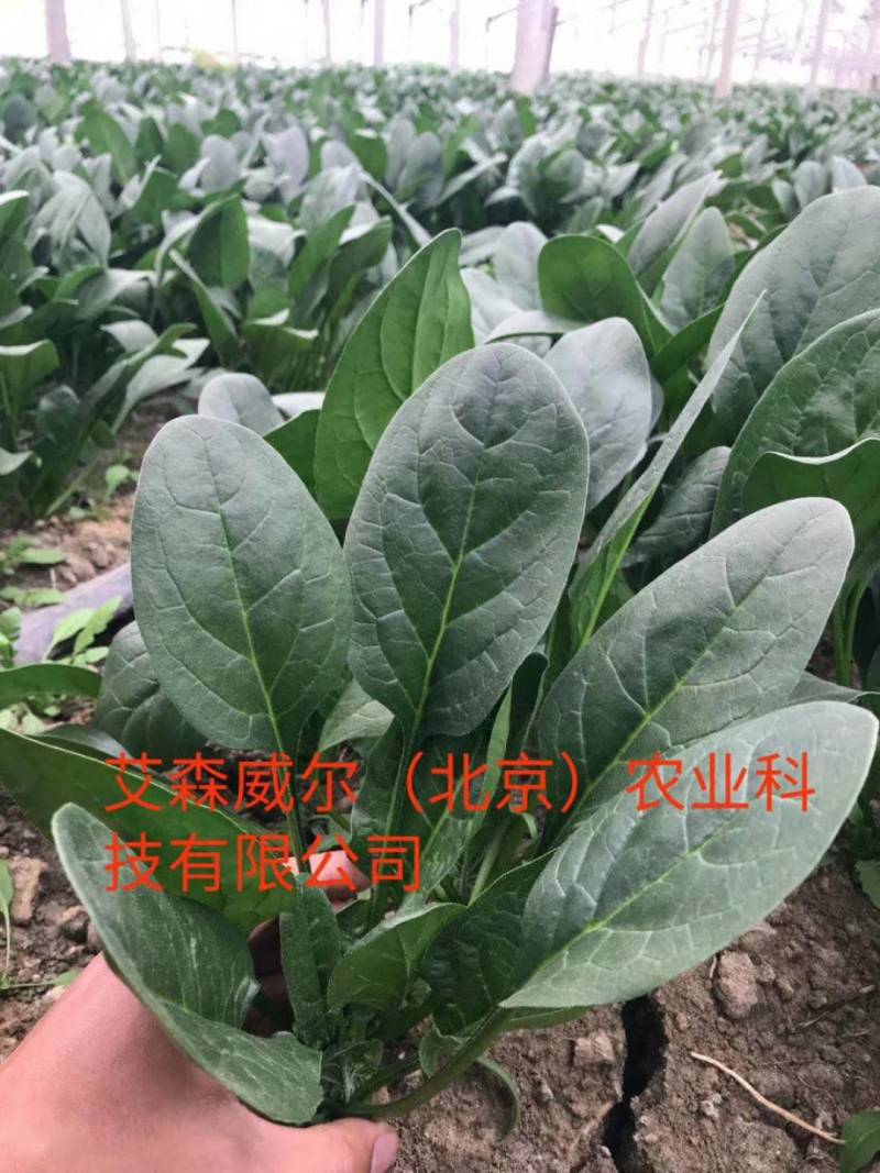 耐热菠菜种子夏播王抗高温越夏耐抽苔抗霜霉病大圆叶菠菜种