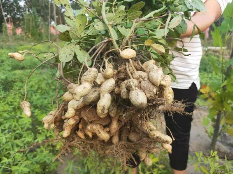 《白沙花生》源头甄选，老板们如有需要可以按你们的要求代收