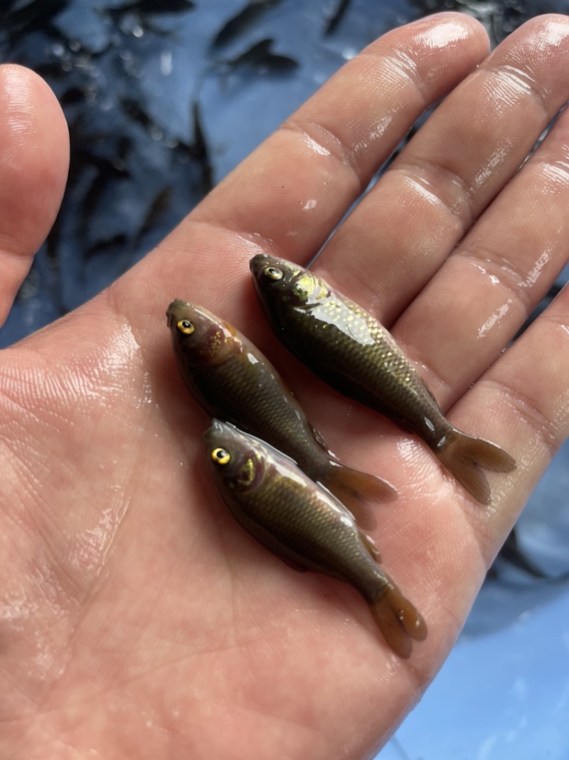 荷花鯉鱼苗稻田养殖荷花鯉鱼苗产地价格优惠