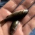 荷花鯉鱼苗稻田养殖荷花鯉鱼苗产地价格优惠