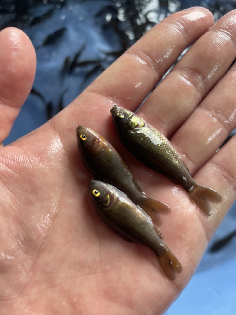 荷花鯉鱼苗稻田养殖荷花鯉鱼苗产地价格优惠