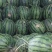 甜王西瓜大量上市，体型好看，个头均匀货源充足，质量保证，