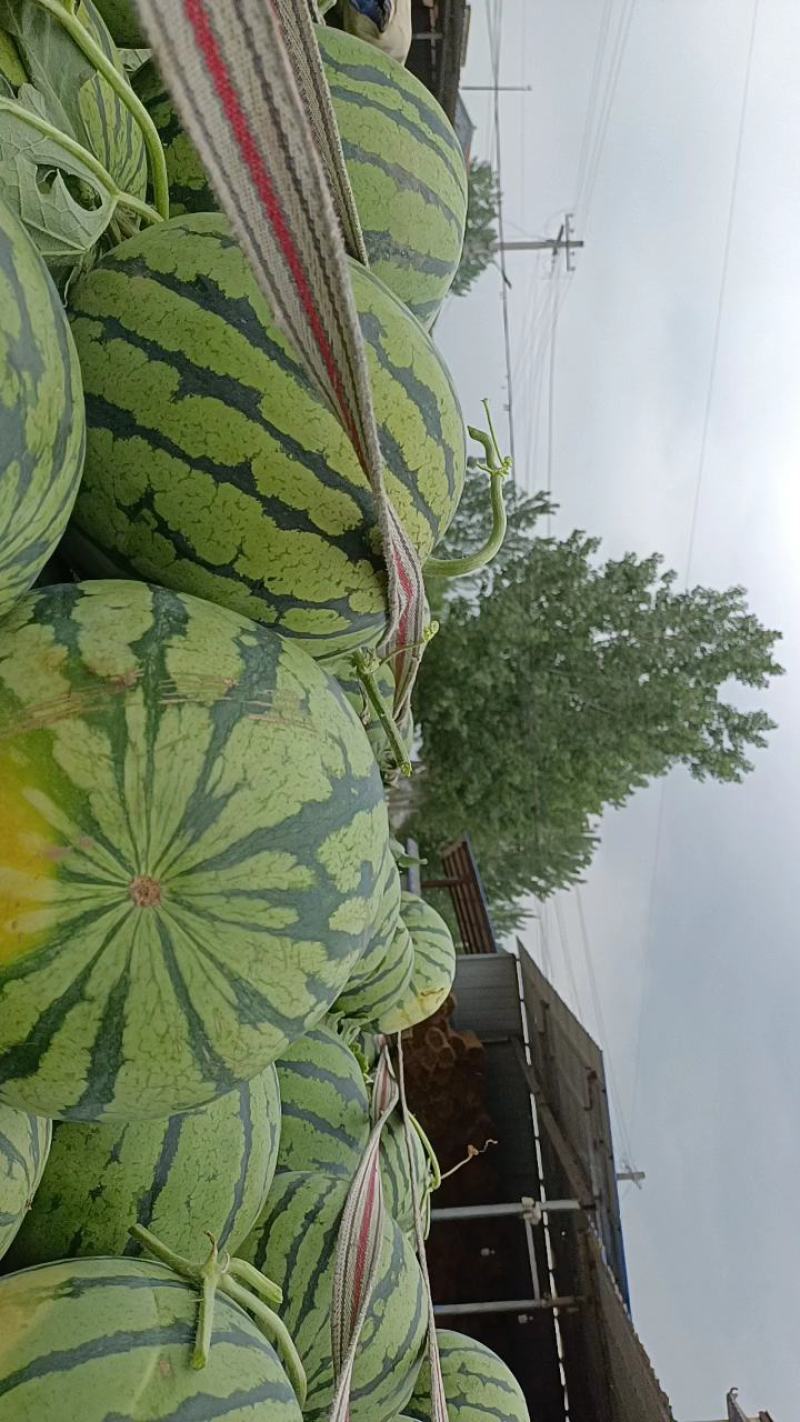 甜王西瓜大量上市，体型好看，个头均匀货源充足，质量保证，
