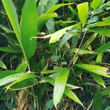 野生箬竹