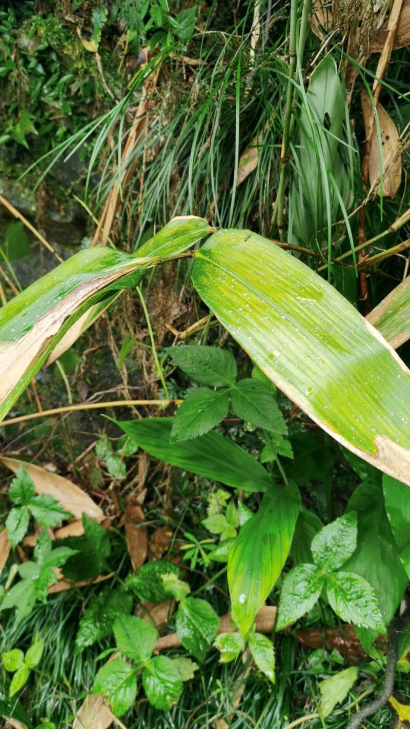 野生箬竹