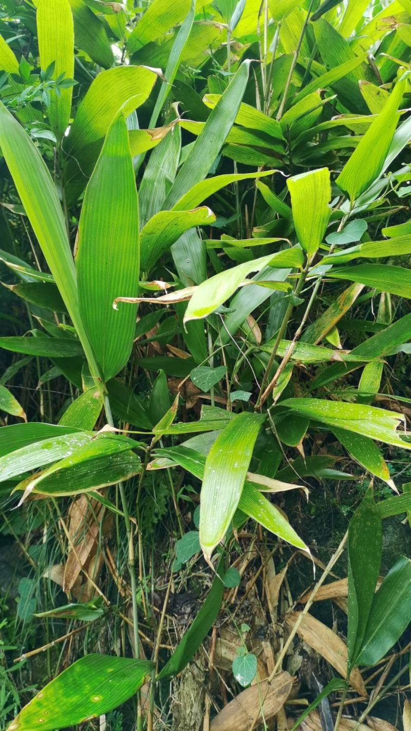 野生箬竹