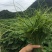 贵州龙须菜，，佛手瓜尖，可发全国各地，空运汽运一条龙服务