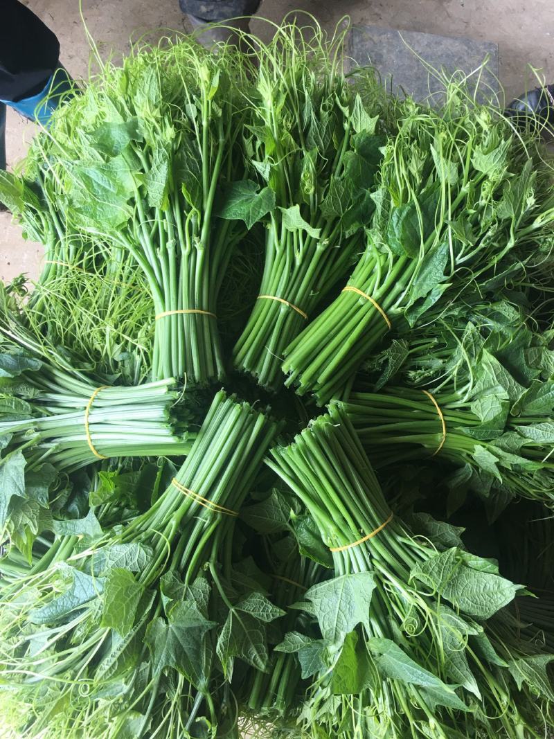 贵州龙须菜，，佛手瓜尖，可发全国各地，空运汽运一条龙服务