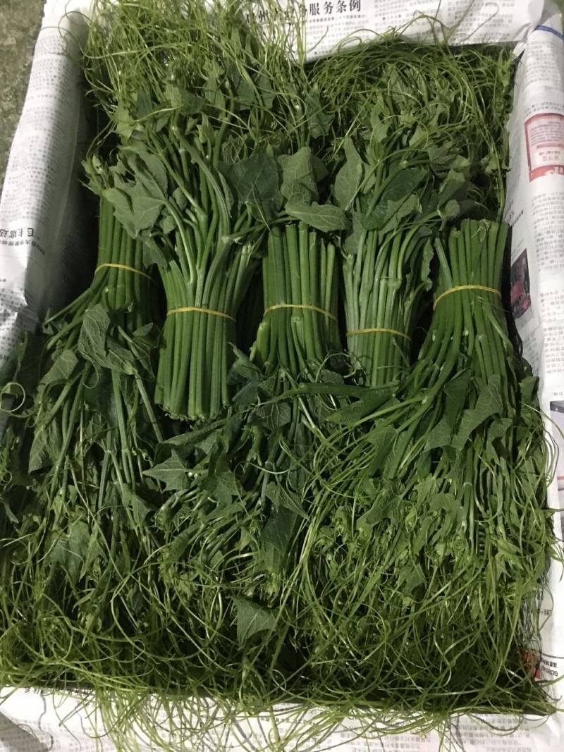 贵州龙须菜，，佛手瓜尖，可发全国各地，空运汽运一条龙服务