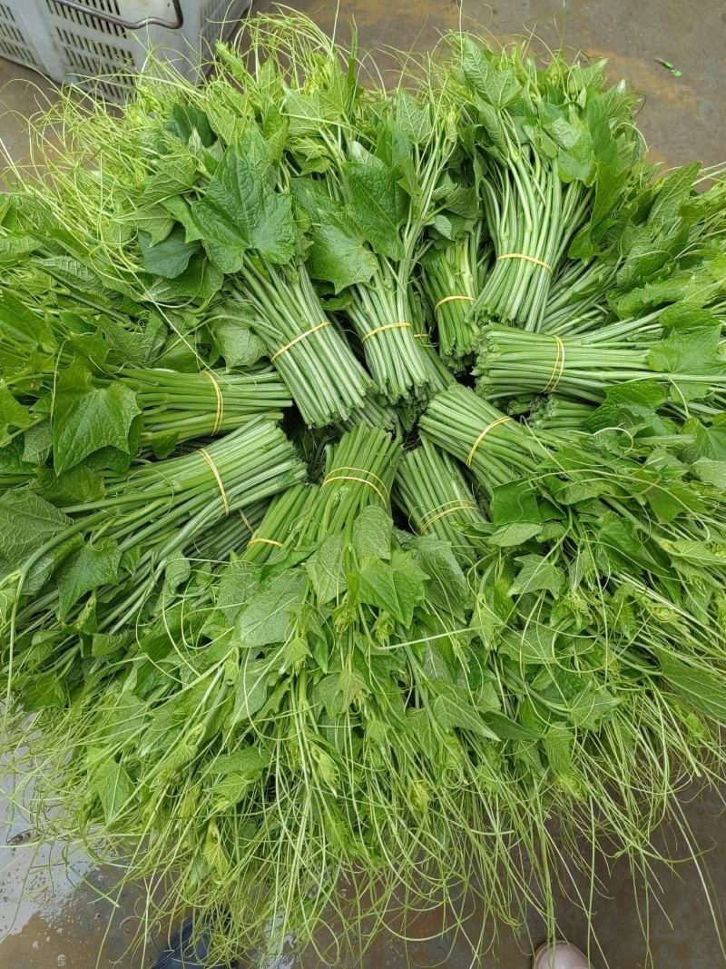 贵州龙须菜，，佛手瓜尖，可发全国各地，空运汽运一条龙服务
