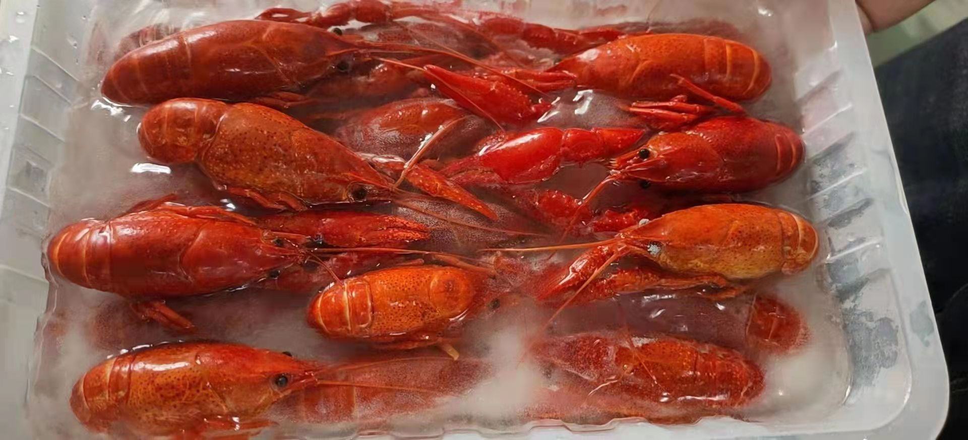 楚江红小龙虾成品图,展示其鲜红体色与饱满虾肉,适用于餐饮与电商展示 楚江红小龙虾成品展示