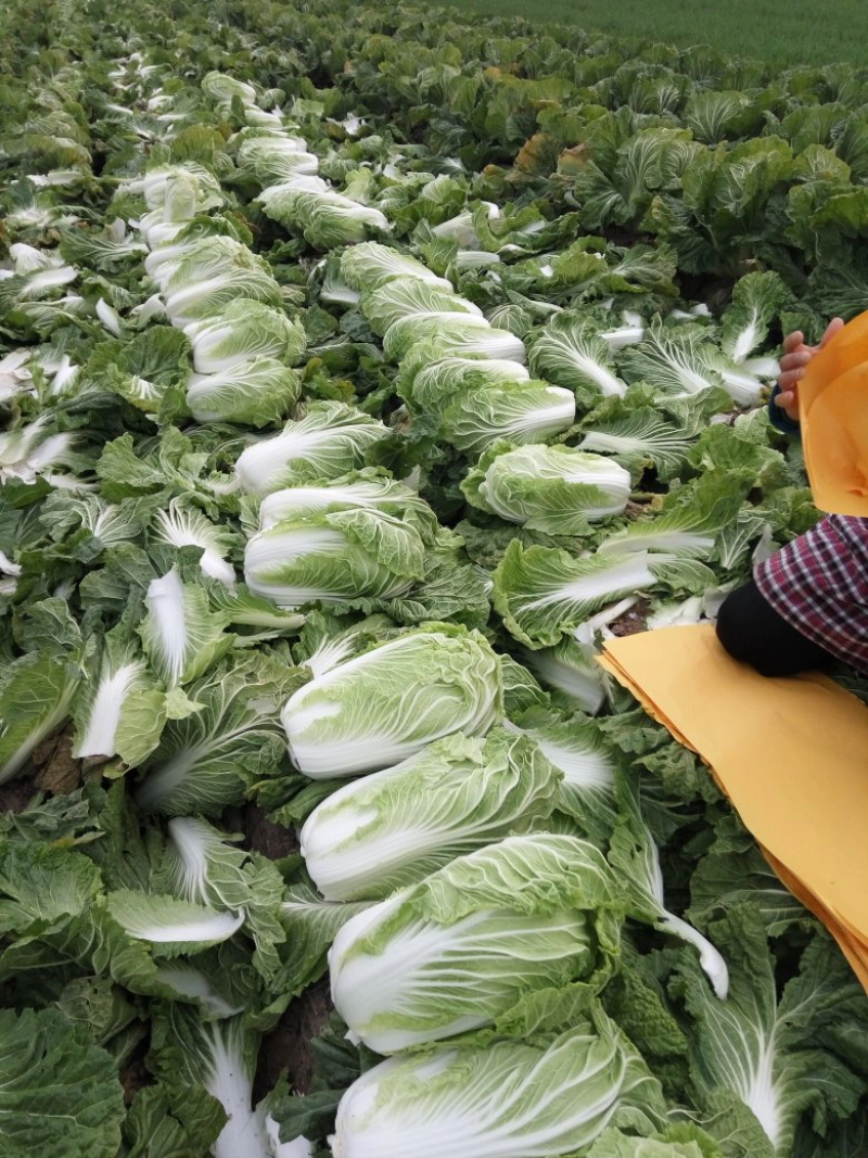 青杂三号白菜夏邑白菜黄心白菜河南白菜产区直发新鲜直采