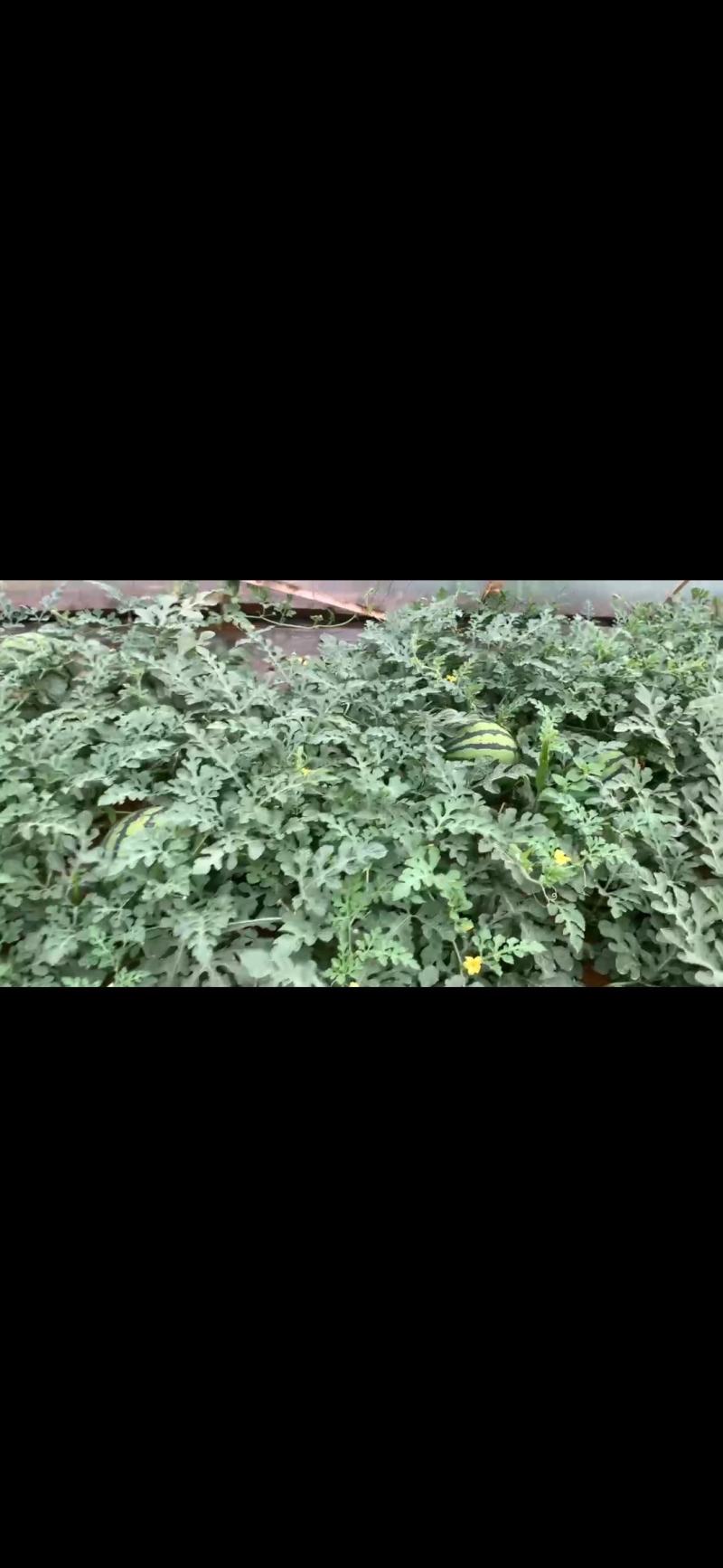 1元/斤，丘北美都瓜