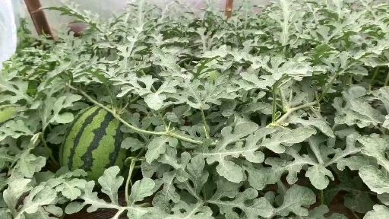 1元/斤，丘北美都瓜