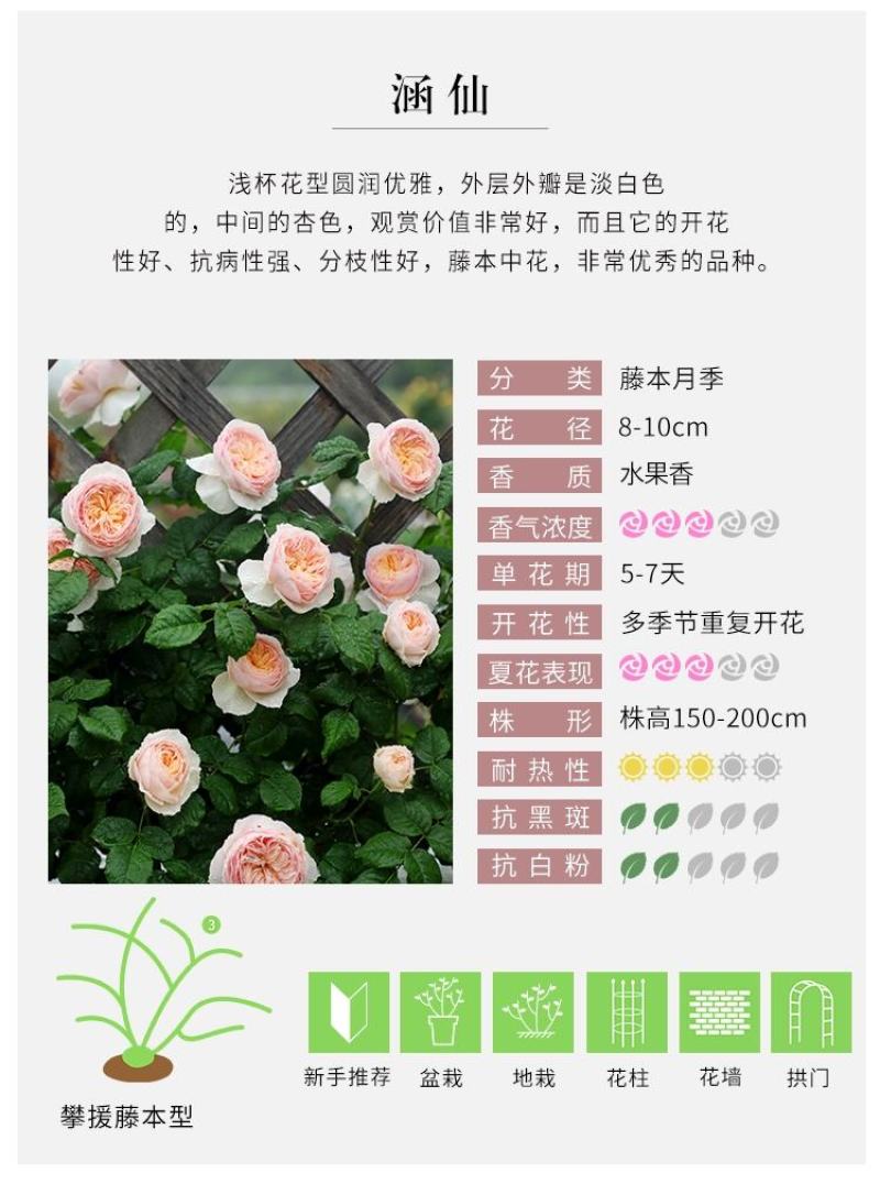 涵仙新品月季盆栽多规格爬藤藤本多季开花耐热地