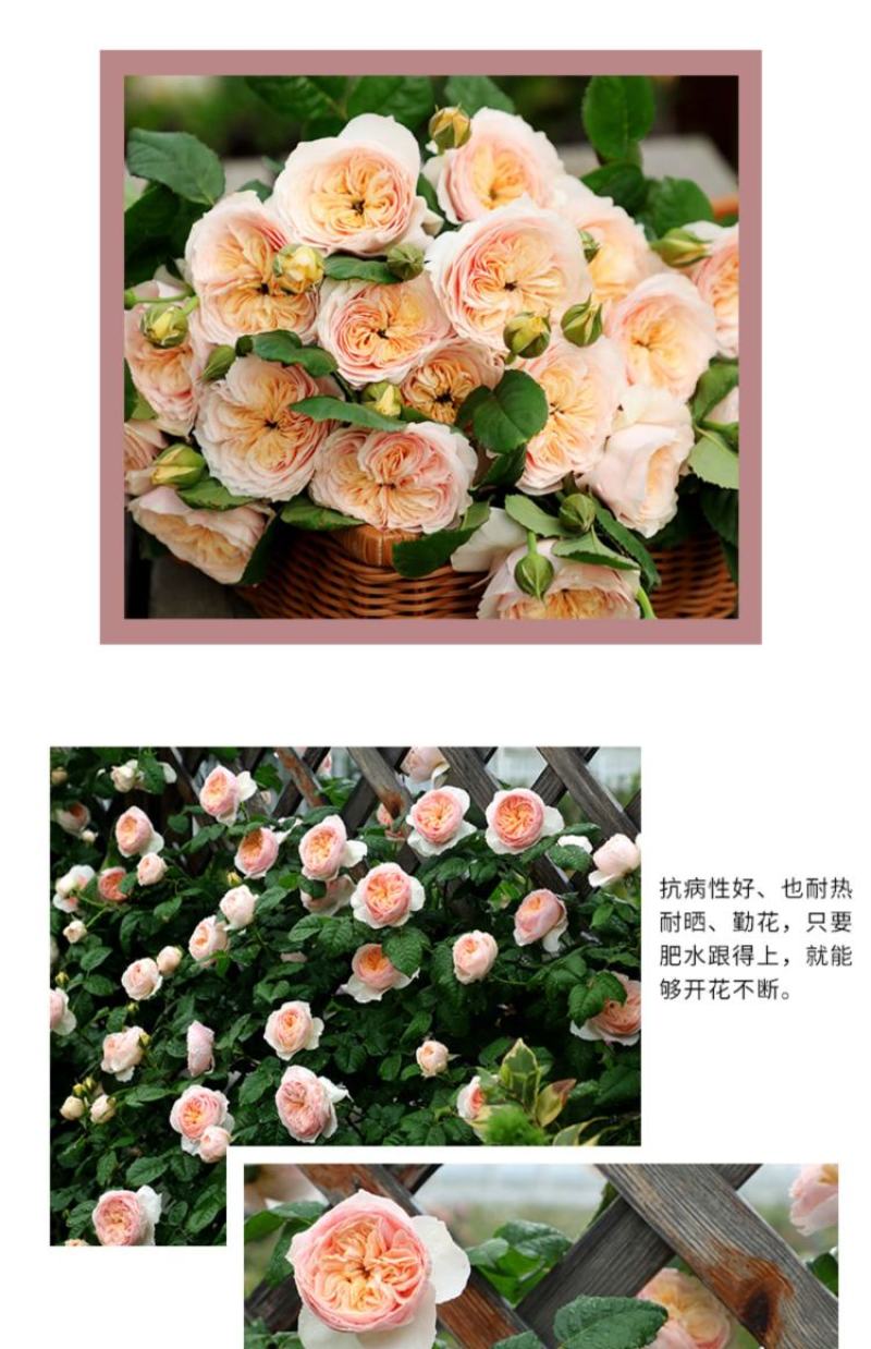 涵仙新品月季盆栽多规格爬藤藤本多季开花耐热地