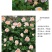 涵仙新品月季盆栽多规格爬藤藤本多季开花耐热地