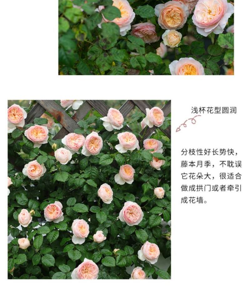 涵仙新品月季盆栽多规格爬藤藤本多季开花耐热地