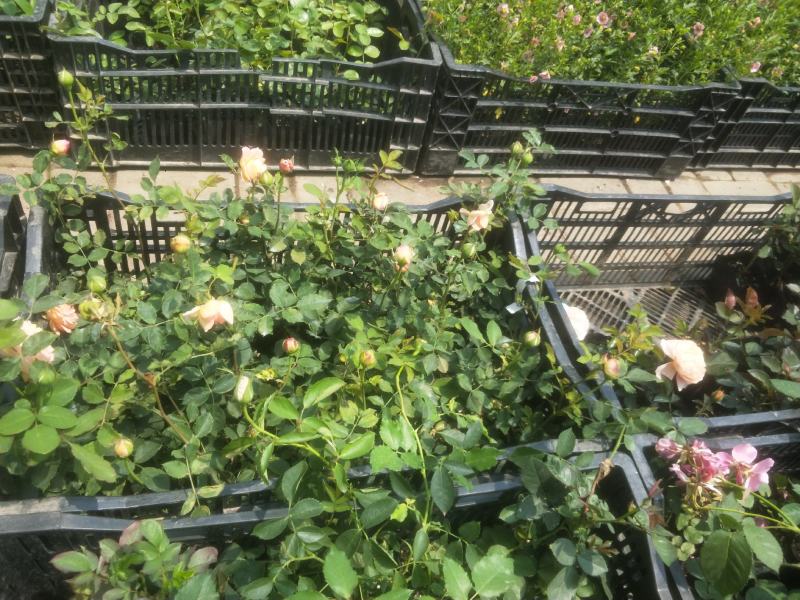 涵仙新品月季盆栽多规格爬藤藤本多季开花耐热地