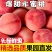 新鲜水蜜桃3/5/10斤毛桃现摘当季水果应季脆甜桃子时令