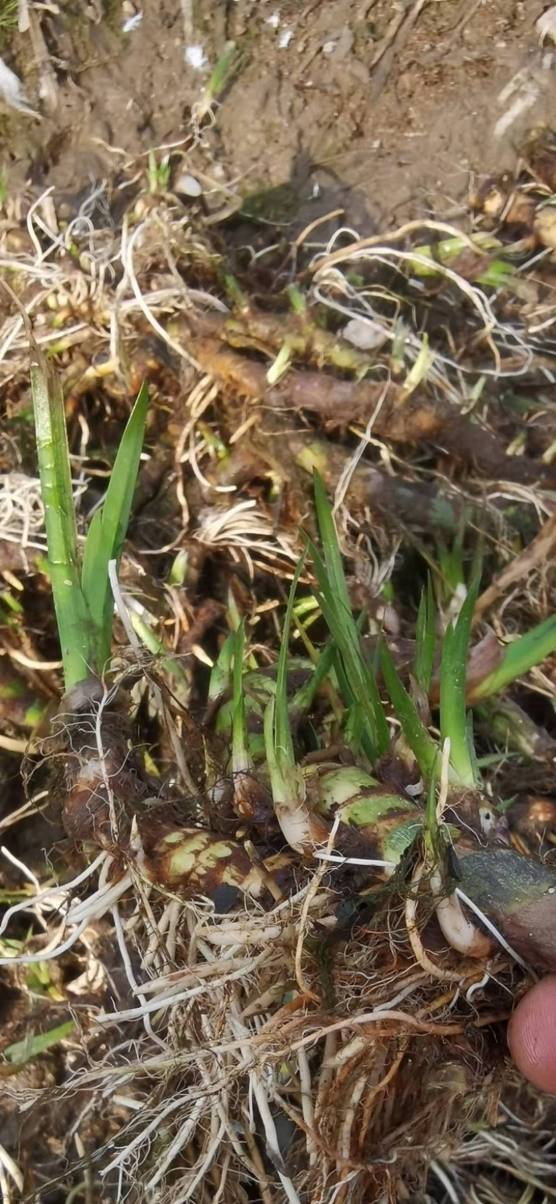菖蒲水菖蒲菖蒲根苗