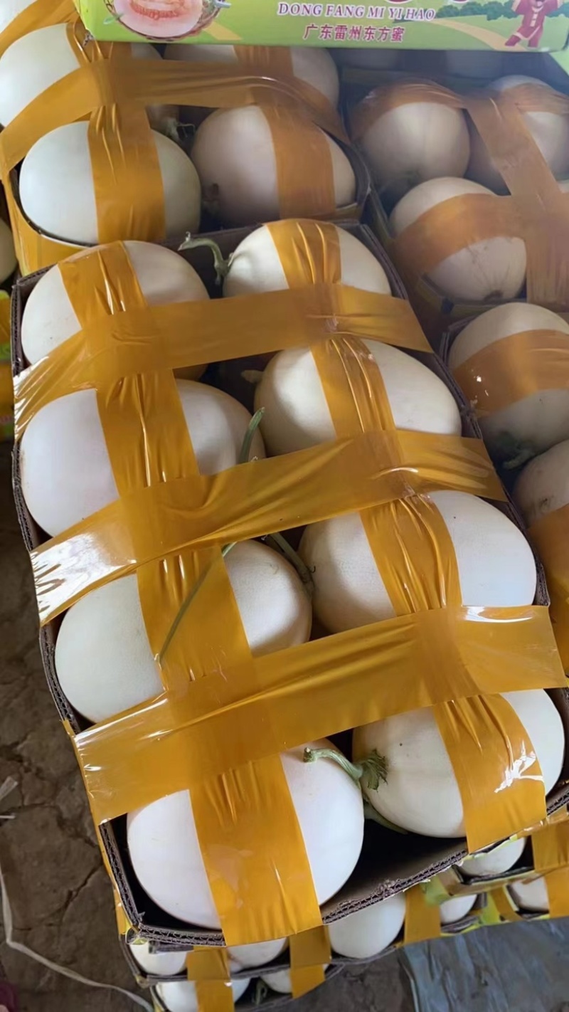 东方蜜甜瓜大量上市，含糖量高，价格优惠，欢迎采购