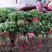 精品大叶香菜大量上市价格随行就市量大从优欢迎咨询