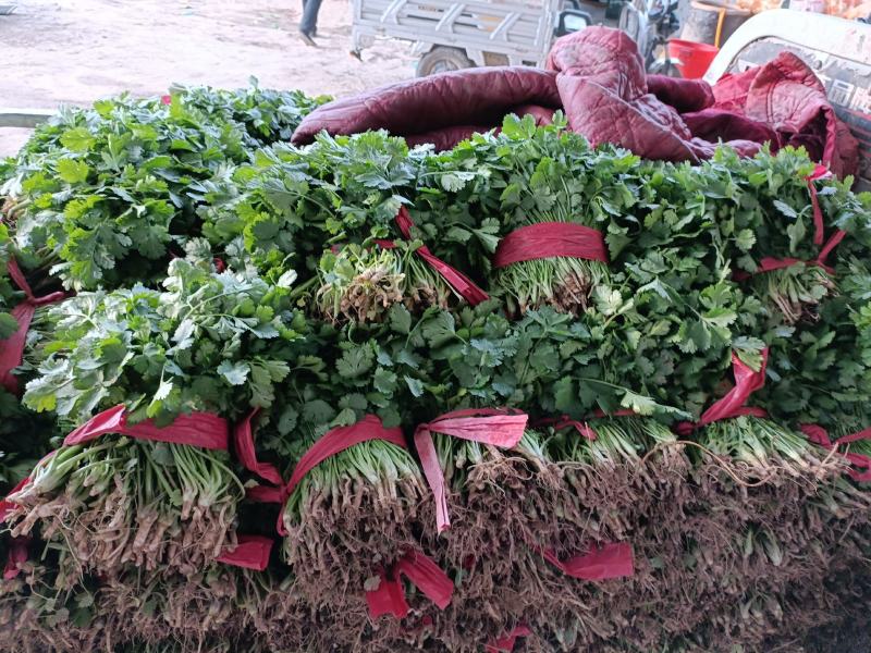 精品大叶香菜大量上市价格随行就市量大从优欢迎咨询