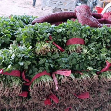 精品大叶香菜大量上市价格随行就市量大从优欢迎咨询