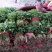 精品大叶香菜大量上市价格随行就市量大从优欢迎咨询