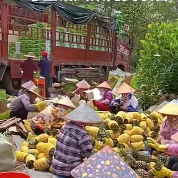 海南金钻凤梨16号甜蜜蜜常年批发果园直发