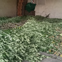 鲜艾