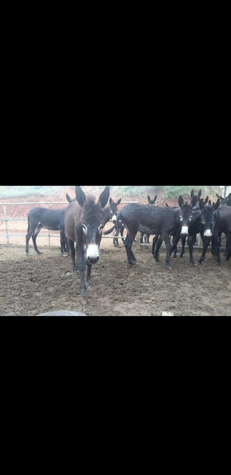 卖洛阳地区成年肥驴