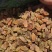 吐鲁番的葡萄干，新疆原产地，口感很好，香甜适口。