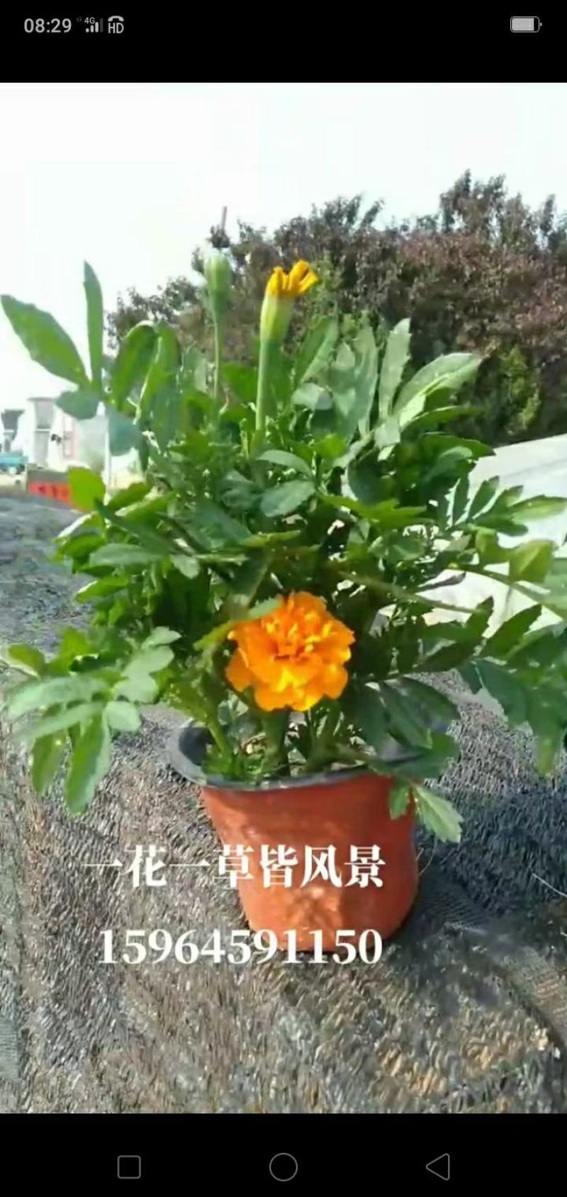 出售双色盆孔雀草出售皮桶四季海棠花好根好叶面好