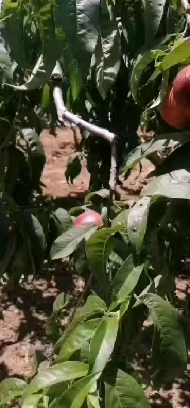 山东油桃山东露天油桃批发曙光油桃大量上市一手货源