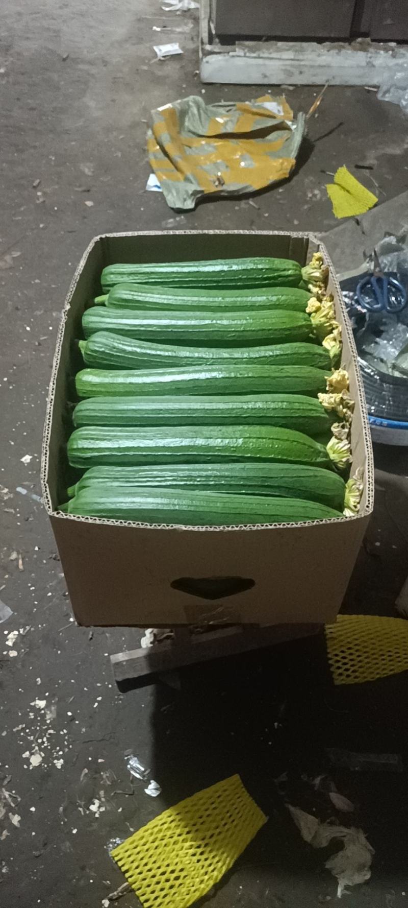 油皮丝瓜香丝瓜油皮香丝瓜品质保证质量上乘丝滑爽口